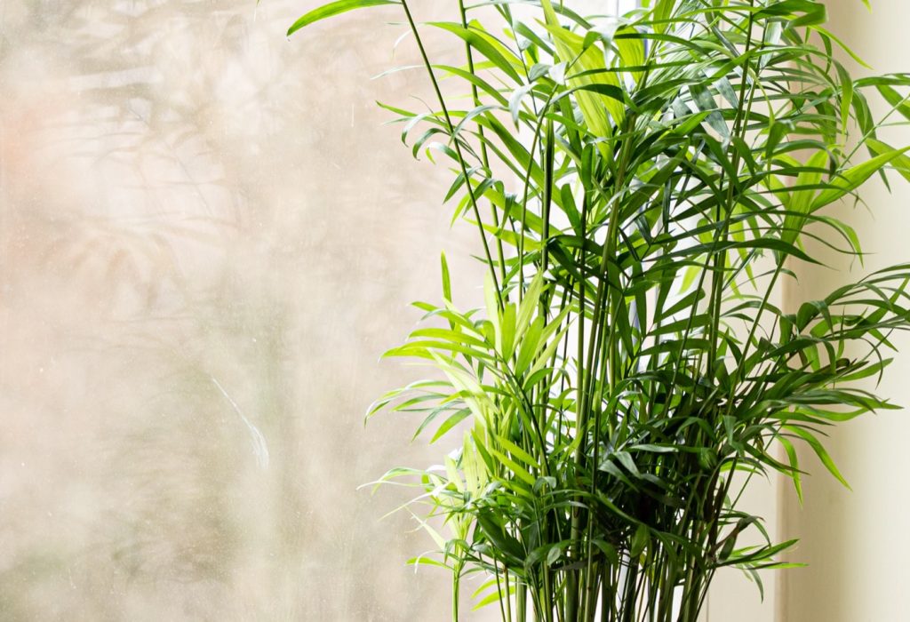 Meilleures plantes d&rsquo;intérieur faciles pour salon