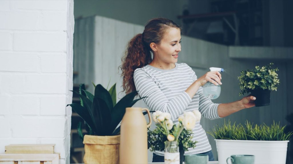 Conseils pour entretenir les plantes d&rsquo;intérieur